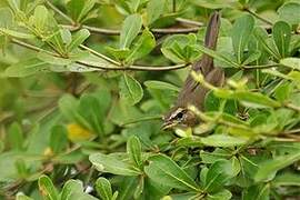 Black-browed Reed Warbler