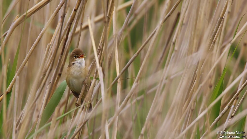 Common Reed Warbleradult