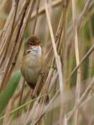 Eurasian Reed Warbler