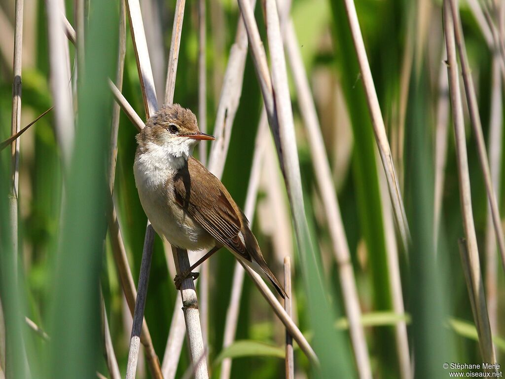 Eurasian Reed Warbler