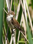 Common Reed Warbler