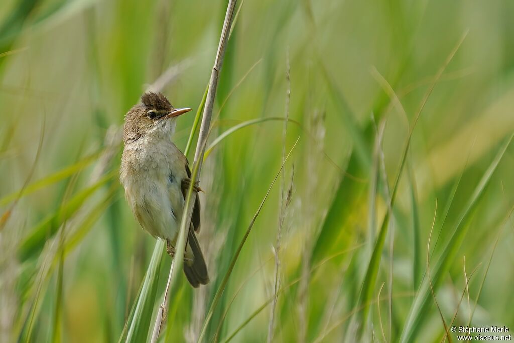 Common Reed Warbler