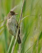 Common Reed Warbler