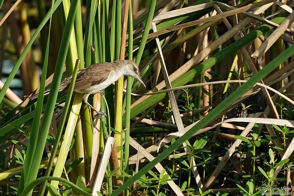 Clamorous Reed Warbleradult