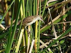 Clamorous Reed Warbler