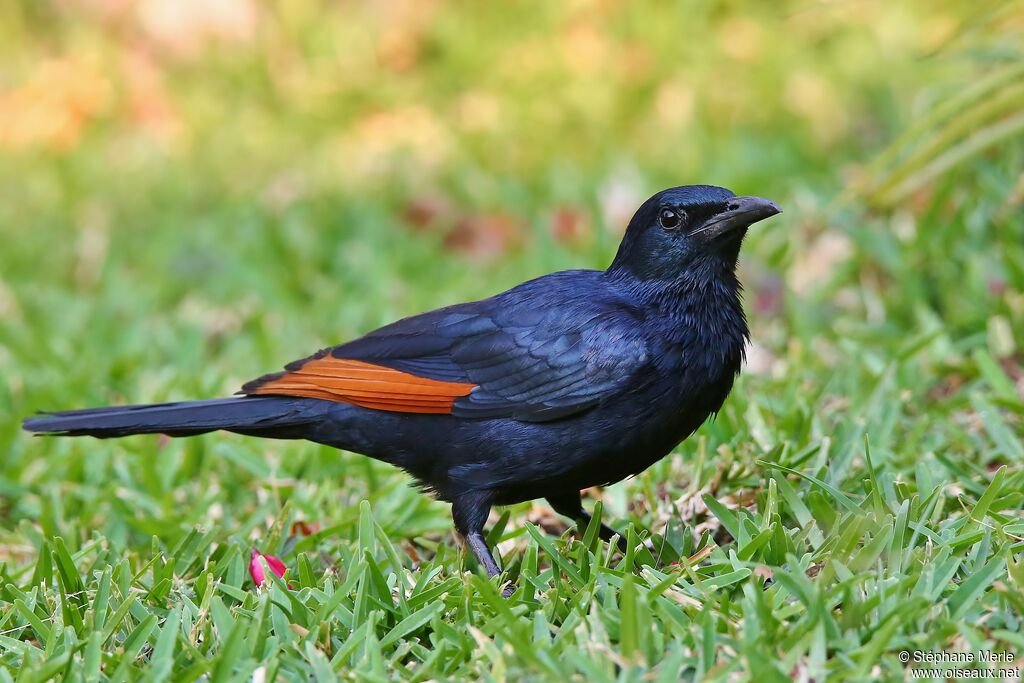 Red-winged Starlingadult