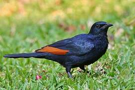 Red-winged Starling