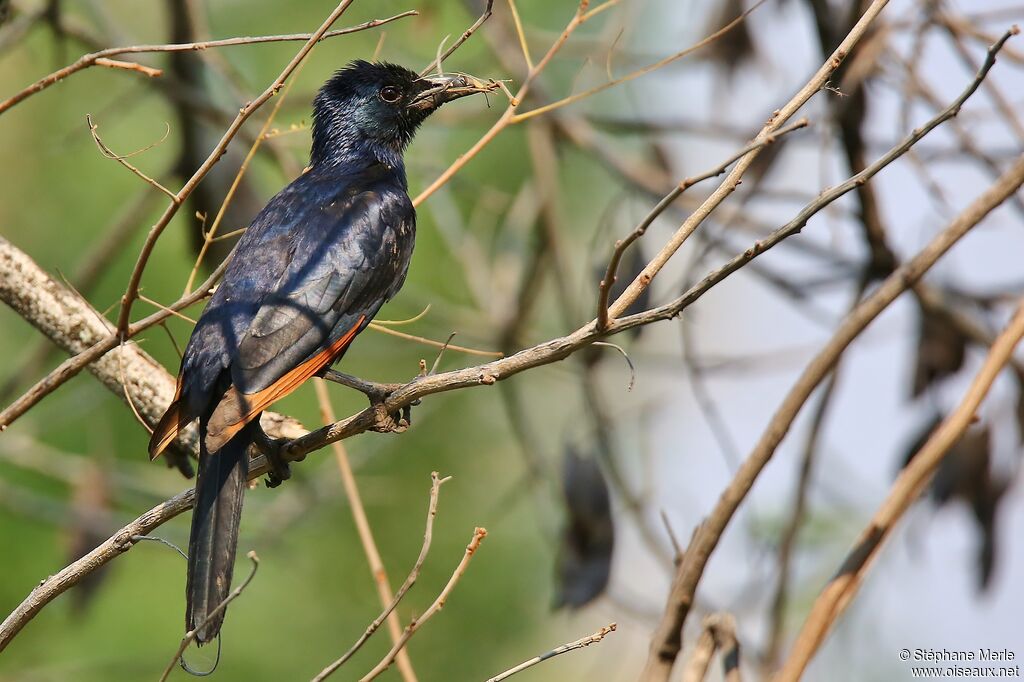 Red-winged Starlingadult