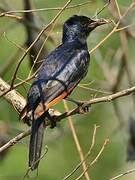 Red-winged Starling