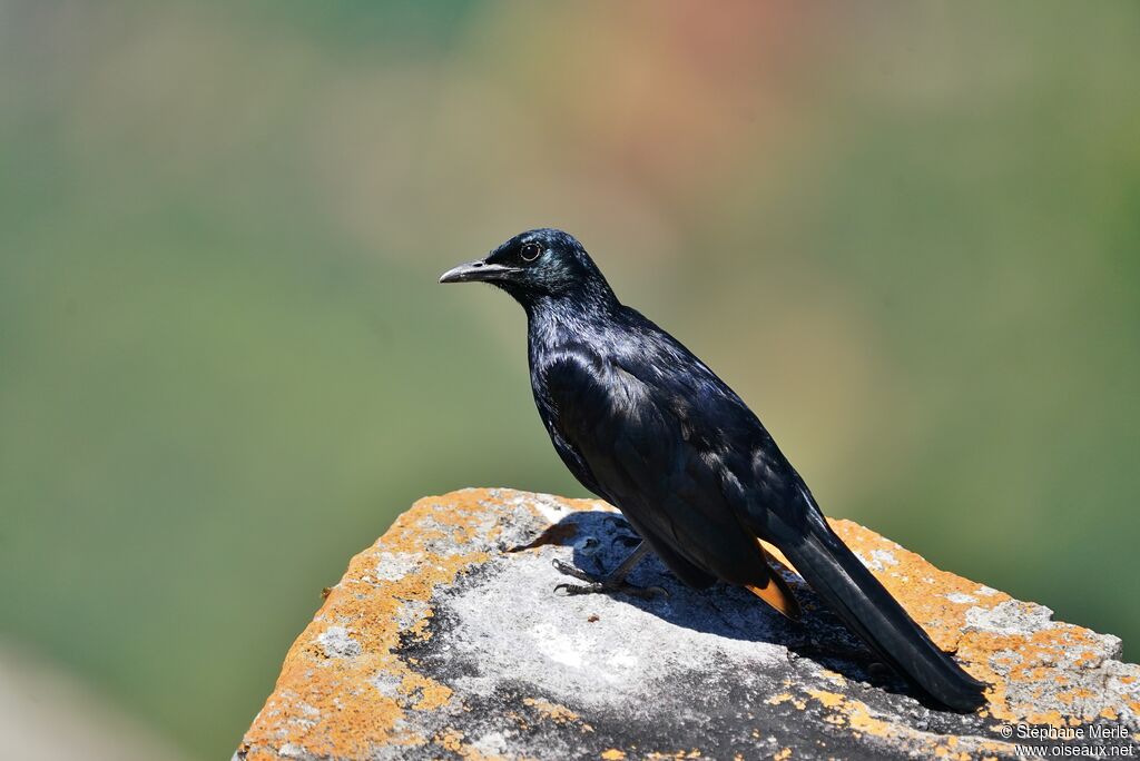 Red-winged Starling male adult