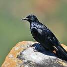 Rufipenne morio