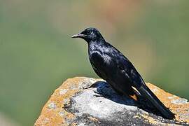 Red-winged Starling