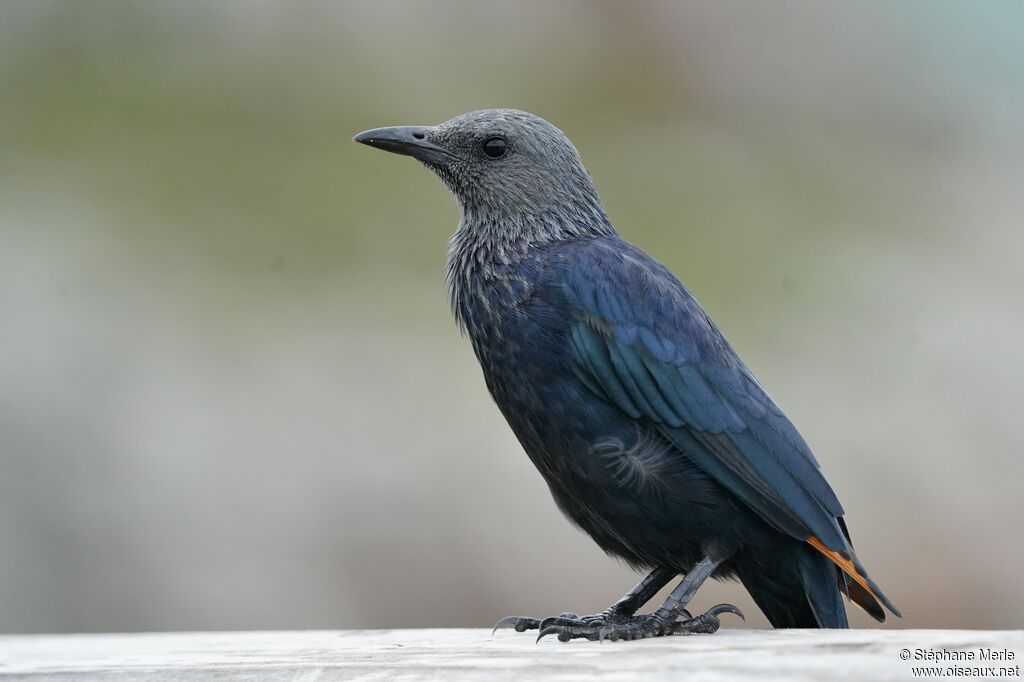 Red-winged Starling female adult