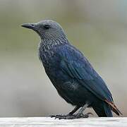 Red-winged Starling