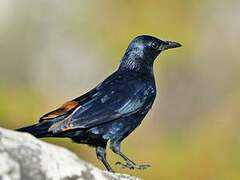 Red-winged Starling