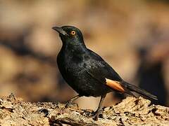 Pale-winged Starling