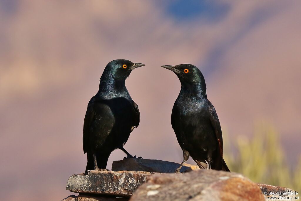 Pale-winged Starling