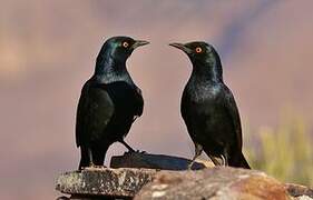 Pale-winged Starling