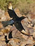 Pale-winged Starling