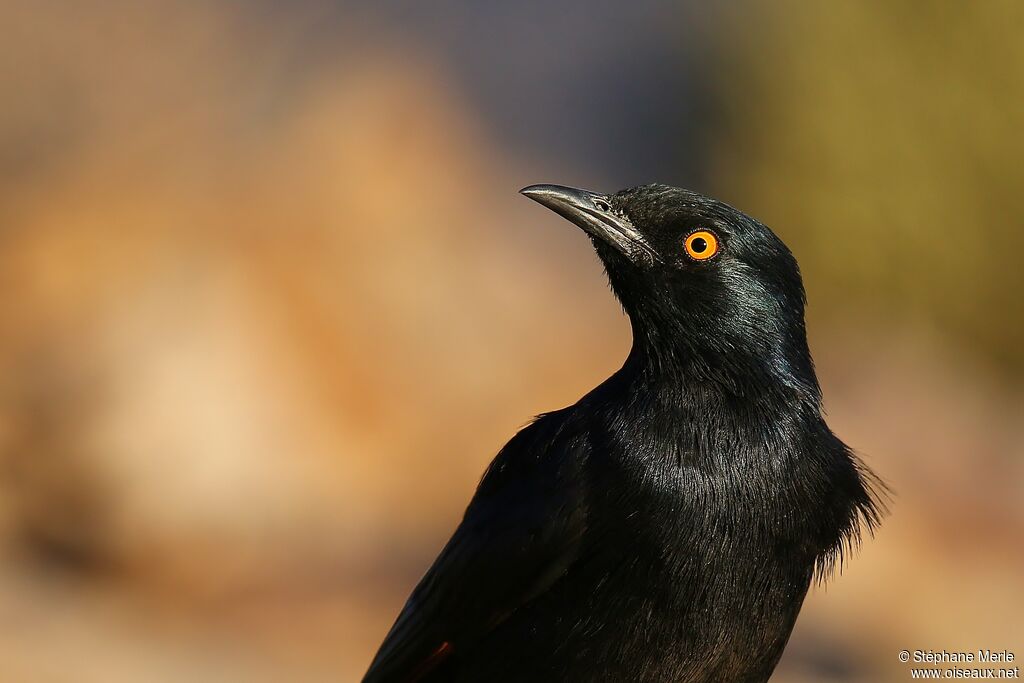 Pale-winged Starling