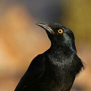 Pale-winged Starling