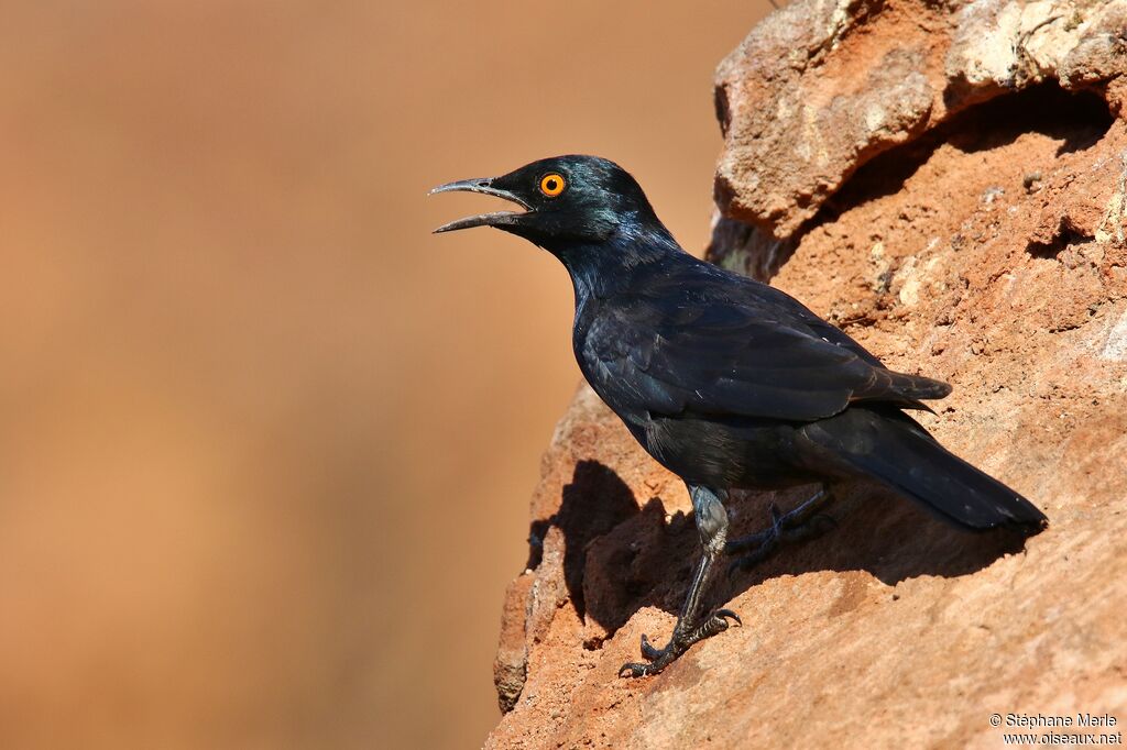 Pale-winged Starling