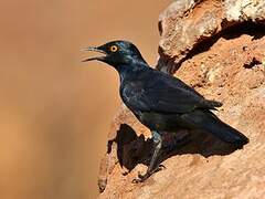 Pale-winged Starling