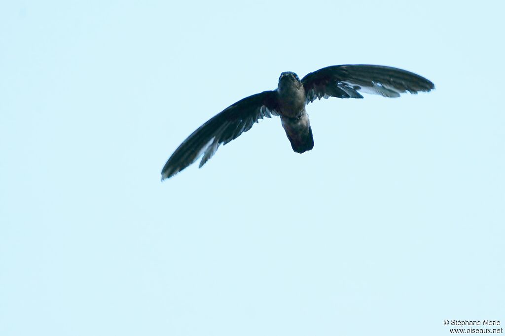 Seychelles Swiftlet