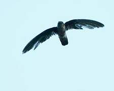 Seychelles Swiftlet