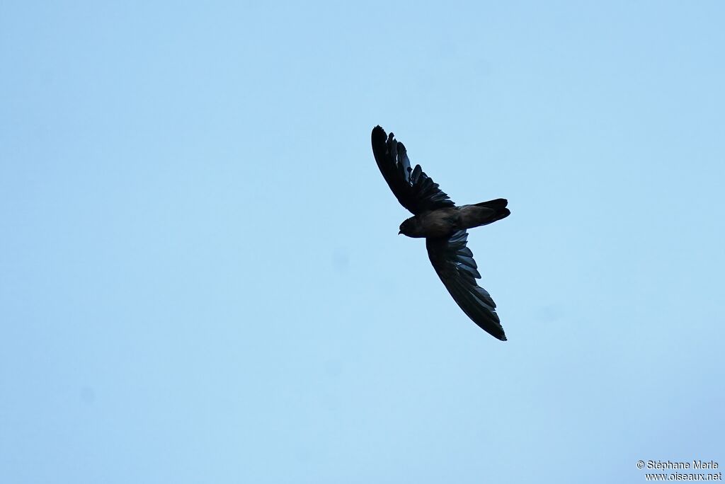 Seychelles Swiftlet