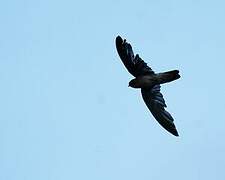 Seychelles Swiftlet