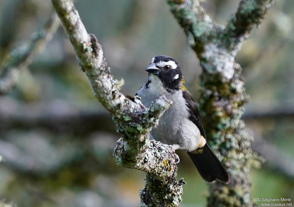 Black-winged Saltatoradult