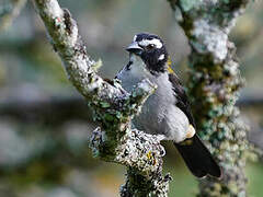 Black-winged Saltator