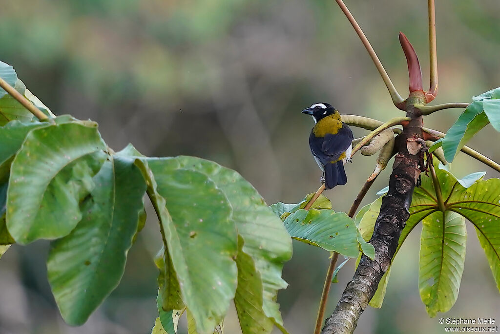 Black-winged Saltatoradult