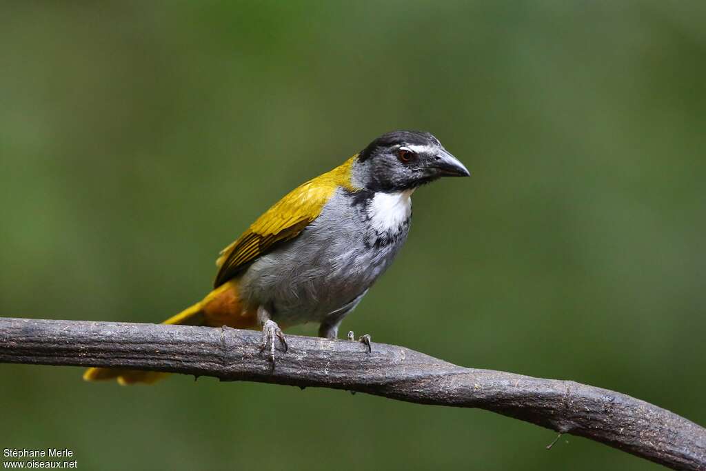 Black-headed Saltator male adult