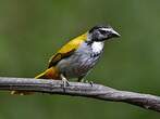 Saltator à tête noire
