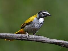 Black-headed Saltator