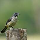 Saltator de Cabanis