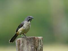 Olive-grey Saltator