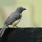 Saltator de Cabanis