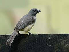 Olive-grey Saltator