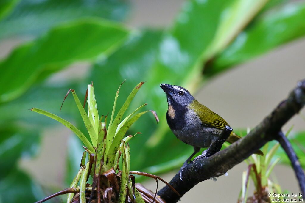 Buff-throated Saltatoradult