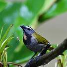 Saltator des grands-bois