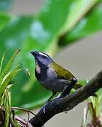 Buff-throated Saltator