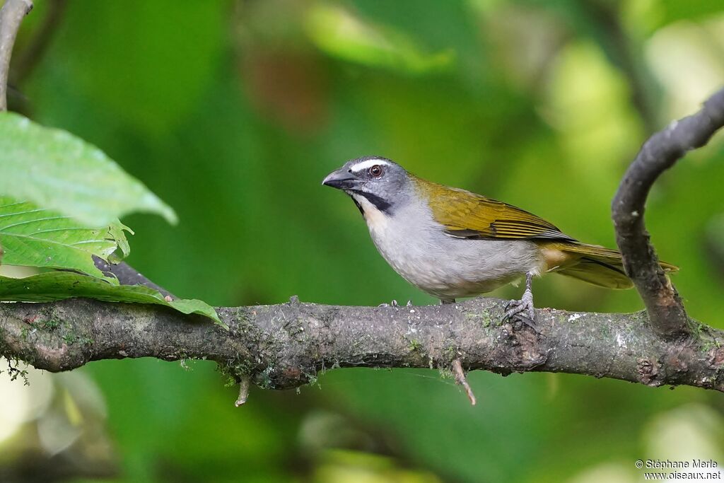 Buff-throated Saltator