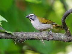 Buff-throated Saltator