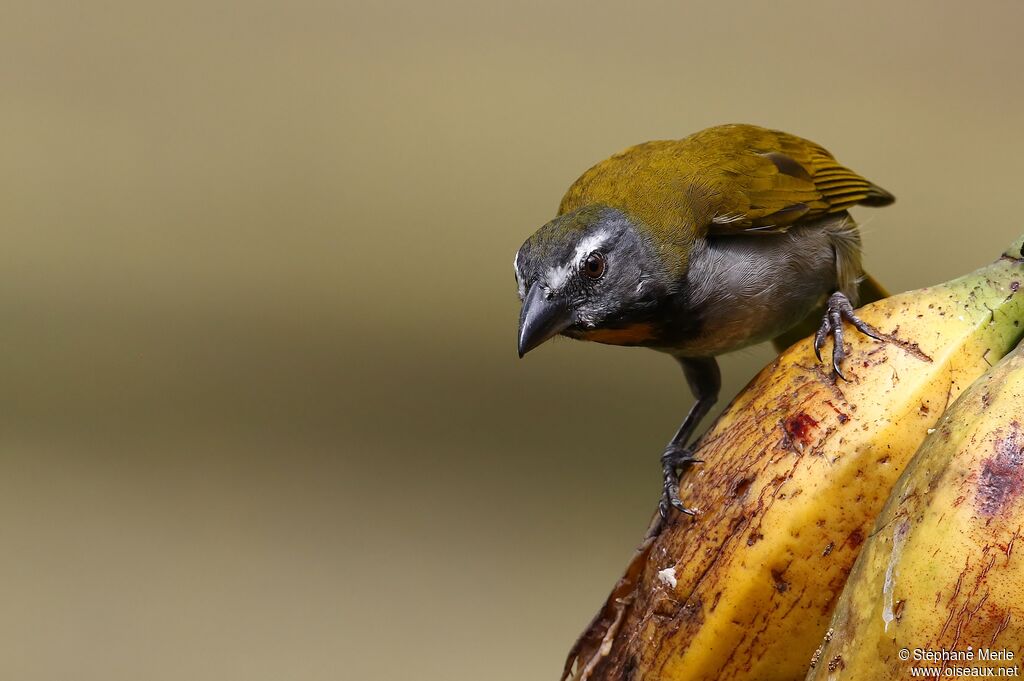 Buff-throated Saltator