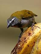 Buff-throated Saltator