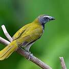 Saltator des grands-bois