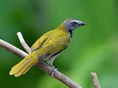 Buff-throated Saltator